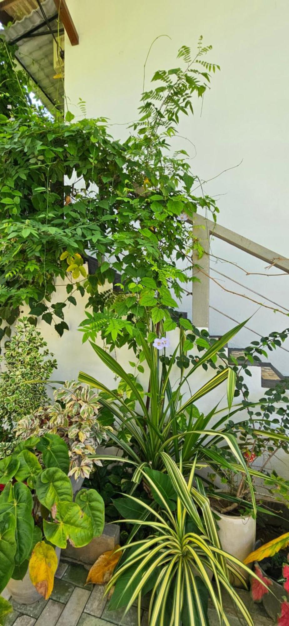 Villa The Leaf Weligama Bagian luar foto